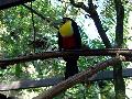 gal/holiday/Brazil 2005 - Foz do Iguacu Birds Sanctuary/_thb_Bird_Sanctuary_Iguacu_DSC07181.jpg